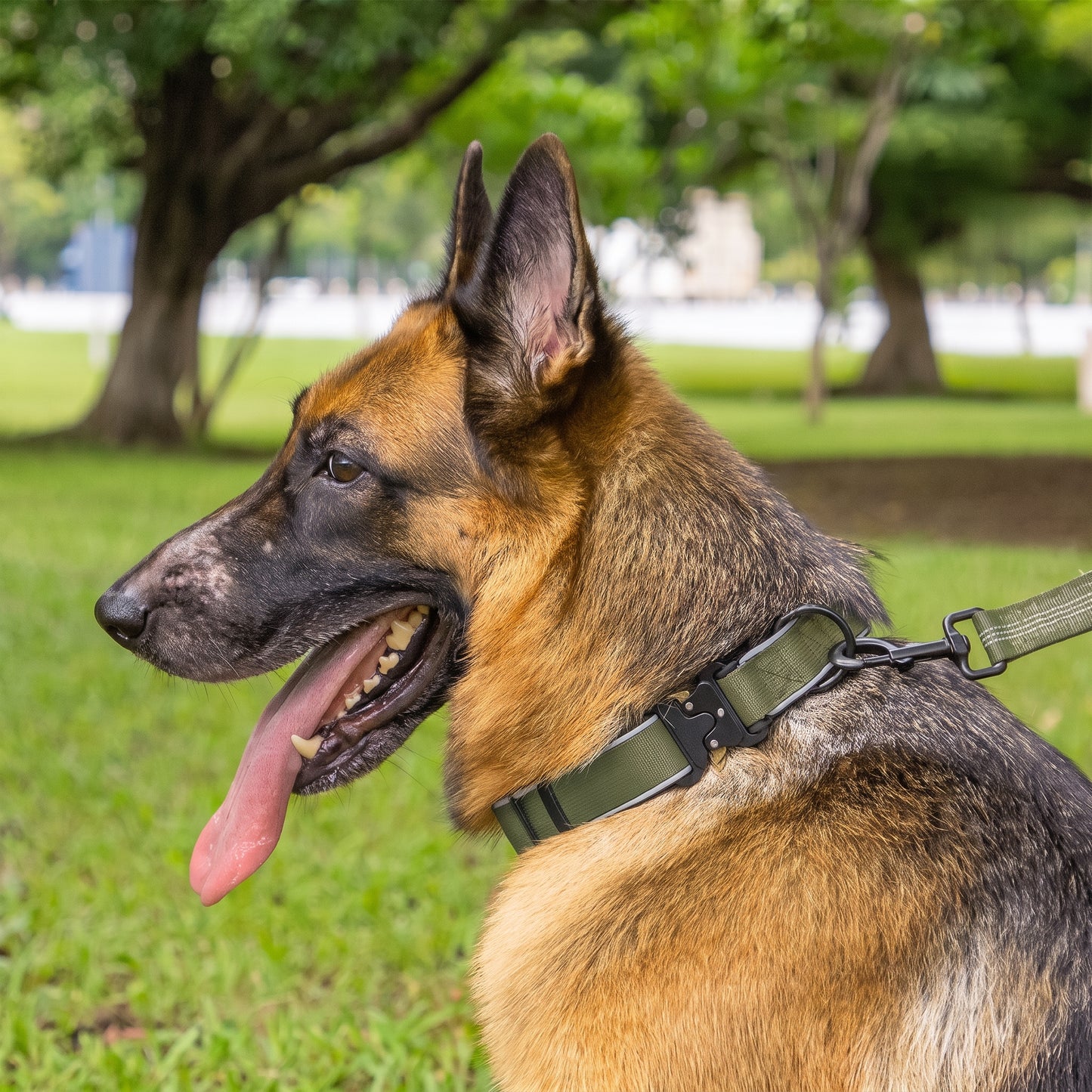 Personalized Embroidered Dog Collar