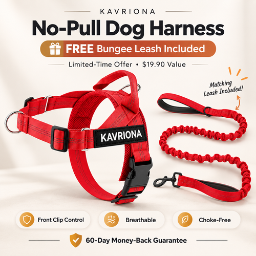 Personalized No-Pull Dog Harness Set