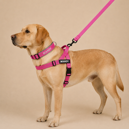 Personalized Dog Walking Bundle
