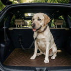 Heavy Duty ISOFIX/LATCH Dog Seat Belt - Anti-Shock Bungee & 360° Swivel (Universal Fit)