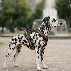 No-Pull Dog Harness with Built-In Retractable Leash | 2-in-1 Adjustable & Reflective Pet Vest