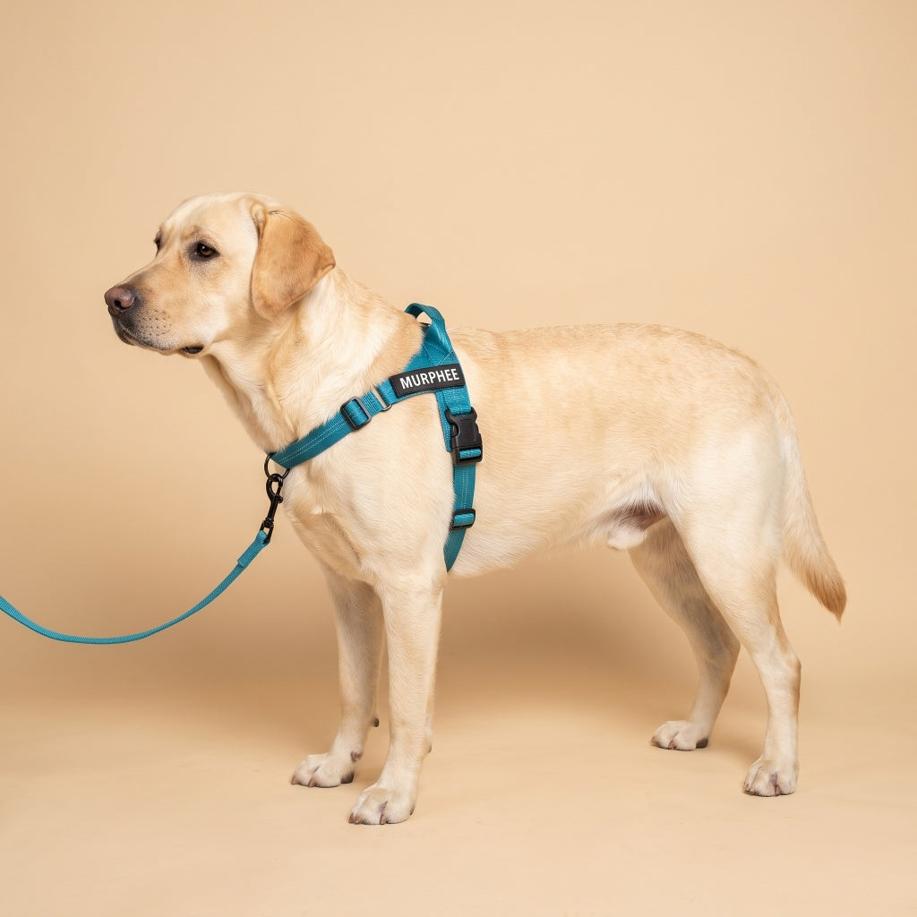 Personalized No-Pull Dog Harness