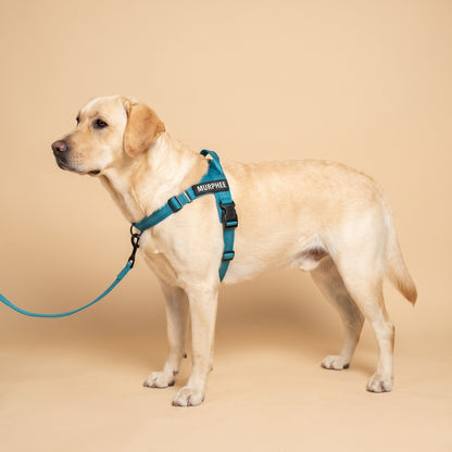 Personalized No-Pull Dog Harness
