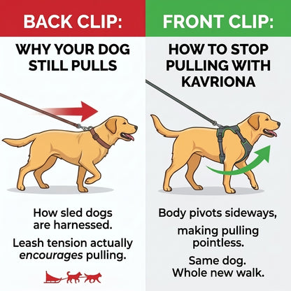 Personalized No-Pull Dog Harness