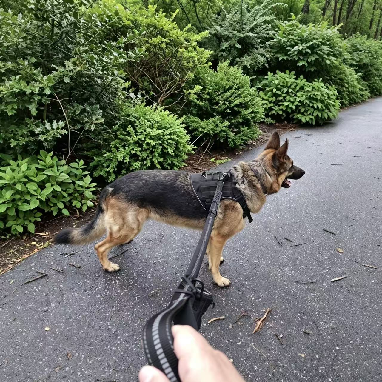 KAVRIONA Heavy Duty  Bungee Dog Leash